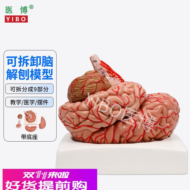 医博人体大脑模型脑结构模型医用 带数字标识脑动脉脑血管模型人