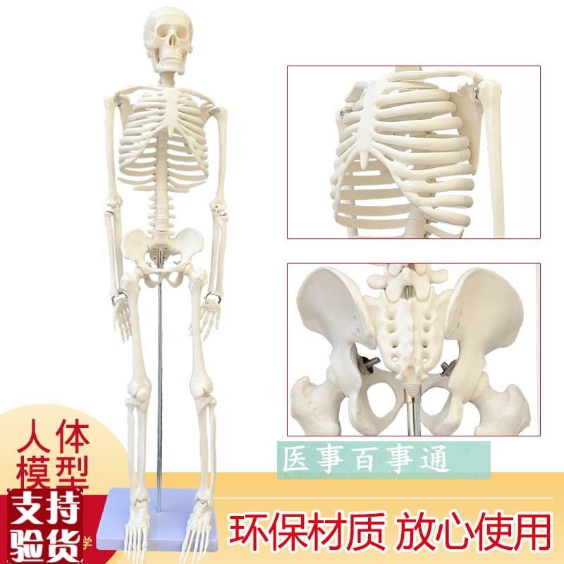 可摆姿势人骨标本人体骨骼模型85CM人骨架模型骷X髅骨人体素描