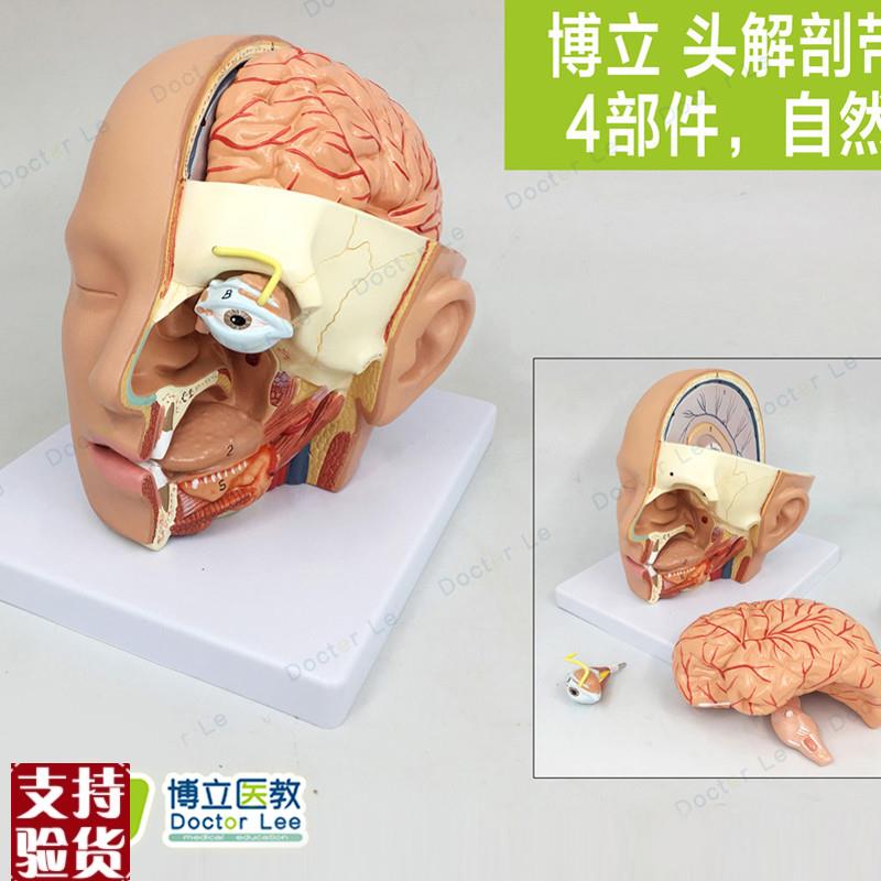 出口型人体头部解剖模型头带脑H模型耳鼻喉模型口腔模型