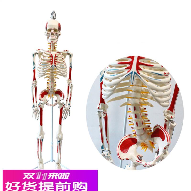 瑜伽教学用骨架  85CM人体骨骼模型  素描教具 骨骼带血管和神经