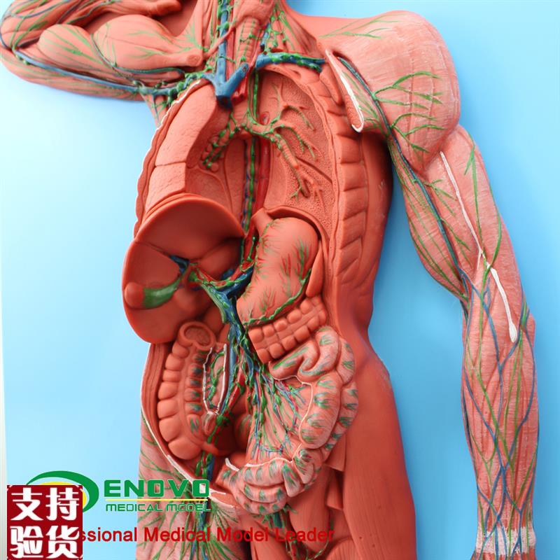 颐诺正品医用人体淋巴系统v解剖模型淋巴器官模型人体免疫系统