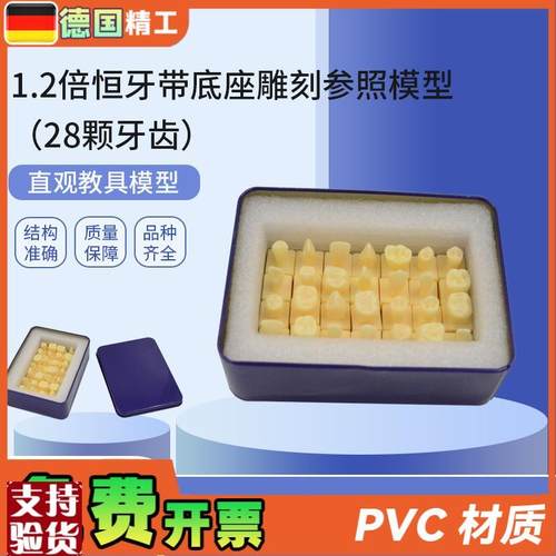 德国PNTd-OR181.2倍恒牙带底座雕刻参照(28颗牙齿)仿真离体牙模