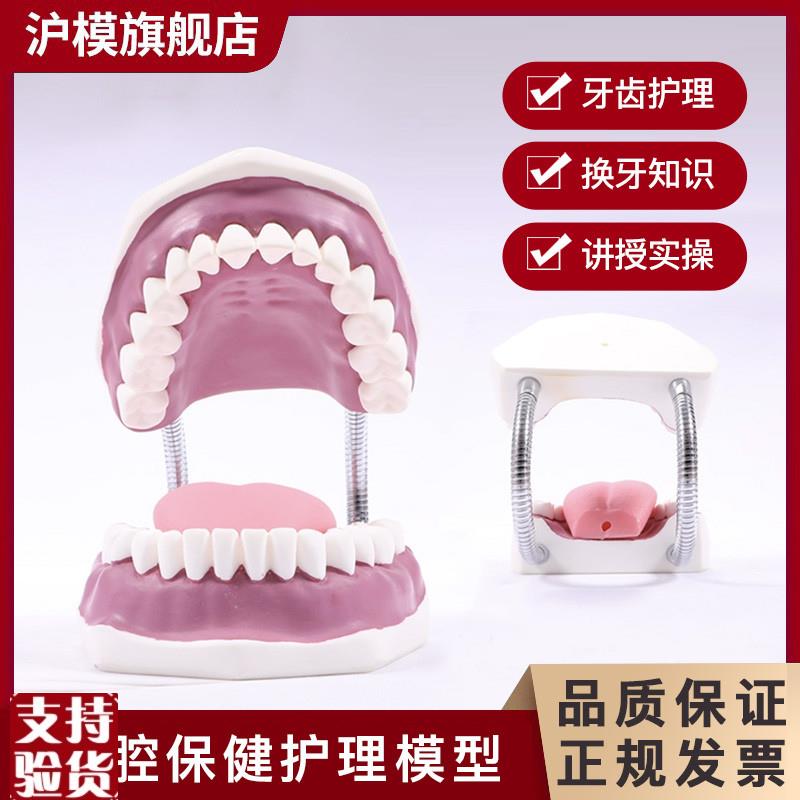 沪模牙护理保健模型口腔清洁刷牙演x示人体牙齿教具模型口腔护理