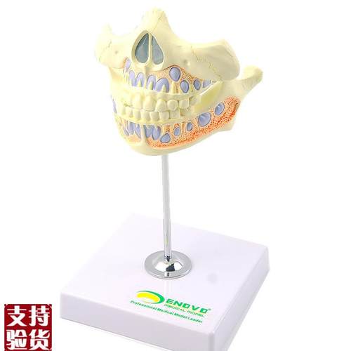 ENOVO颐诺乳牙牙列模型儿y童口腔齿科牙医培训教学医生教具乳牙