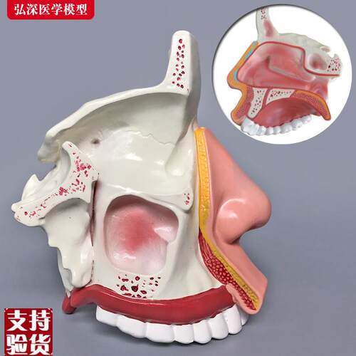 鼻腔解剖模型鼻子结构o模具耳鼻喉科医学教学立体面部微整形[弘深