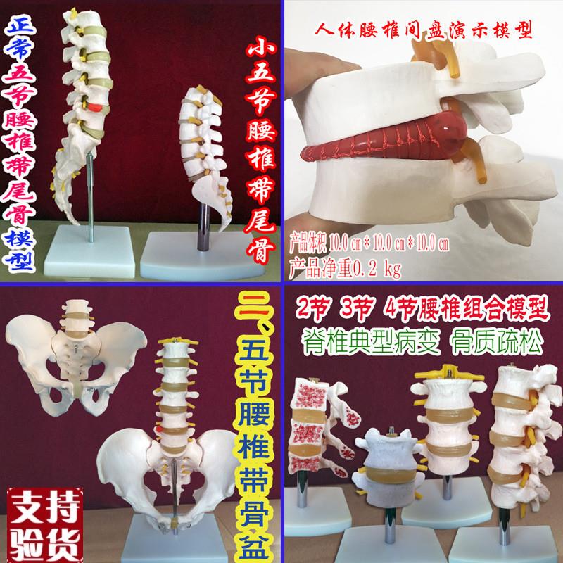 二三四五节c腰椎模型骨盆人体骨骼盆骨椎间盘突出演示尾骨医用脊