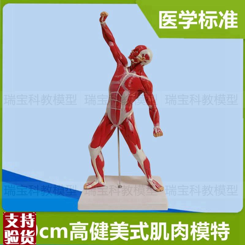 人体肌肉模型运动式健美造型肌肉状G态全身医用解剖美术艺术模特
