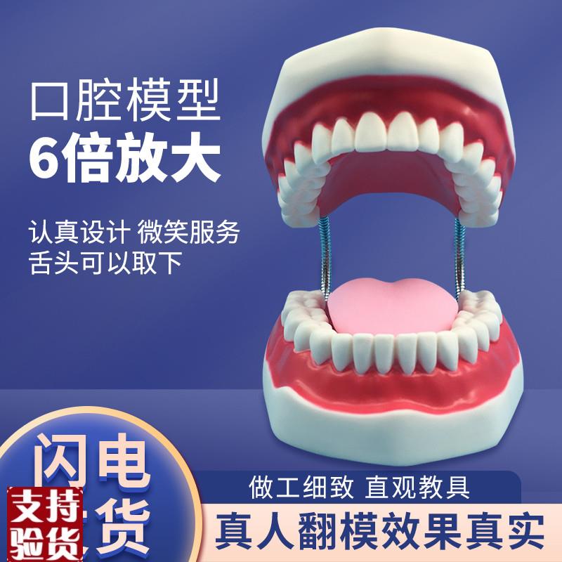 牙护理保健模型放大6倍大号牙齿清洁教L学模具口腔护理牙模型