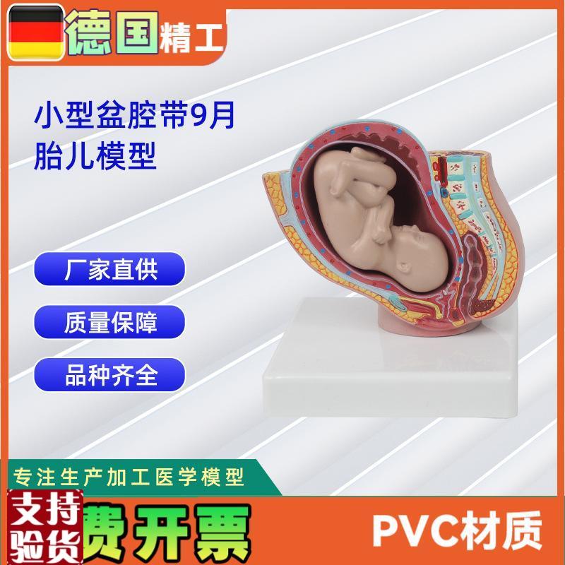 小型妊娠盆腔带婴儿模型女性盆腔J附足月胎儿模型教学讲解
