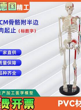85CM附半边肌k肉起止的骨骼(标数字)人体骨骼模型医药展示器材