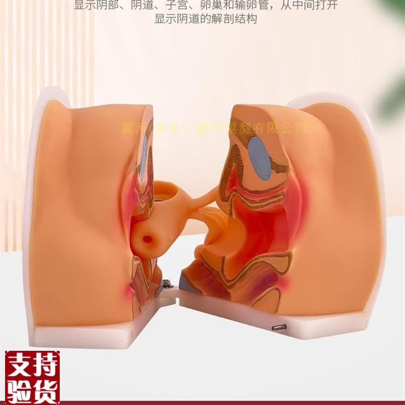 女性生殖器模型宫颈子宫外阴道卵z巢妇科检L查避孕教学1比1软硅胶