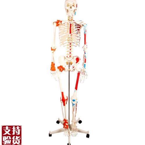 人体骨骼附半边肌肉着色韧带模型骨架模型17Q0CM骨科骨骼标本
