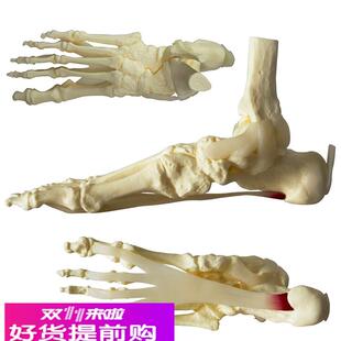 人体脚关节骨骼模型韧带肌键骷髅人体骨骼医学教学人体厂家直销