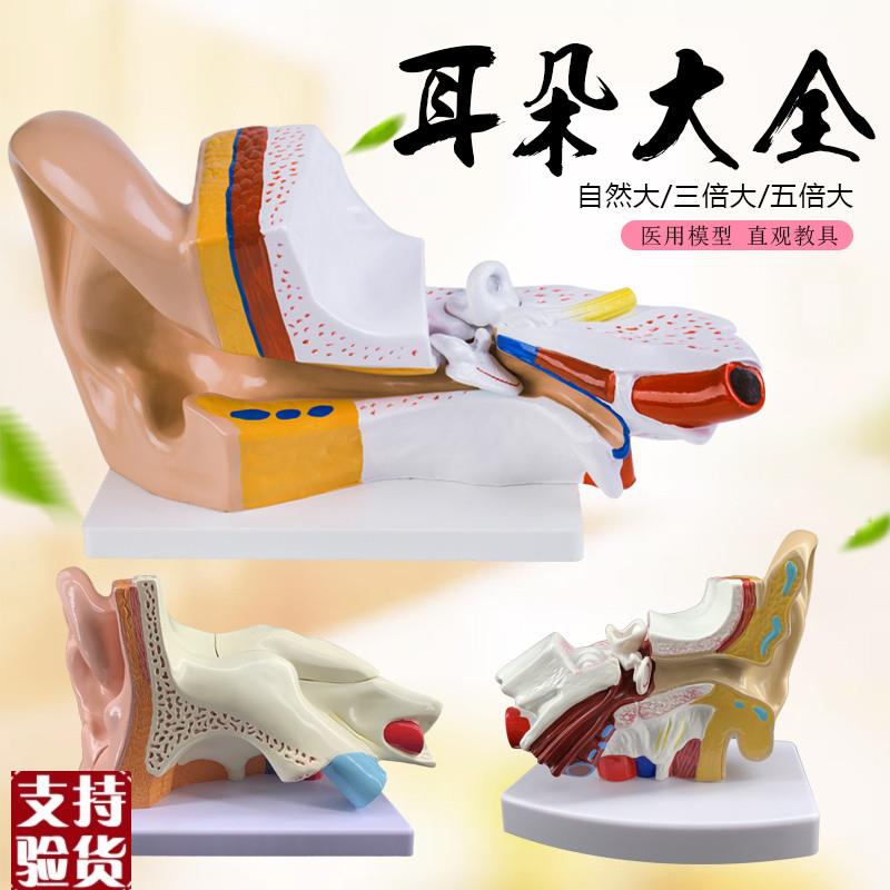 耳模型桌上型耳解剖模型外中内耳部听觉系统器官T耳朵构造教学医