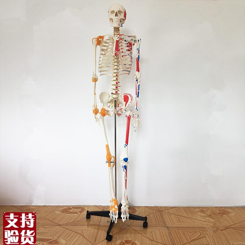 康泰医学模型176厘米高人体骨骼关节韧K带肌肉起止点美术收藏医教