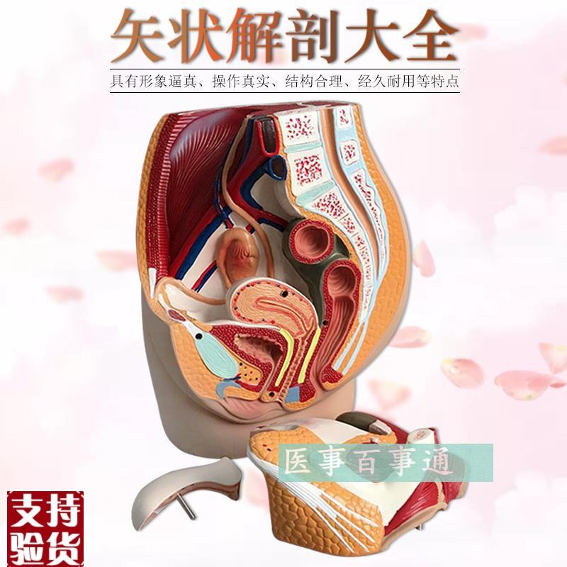 男性生殖泌尿系统m模型男性盆腔解剖结构模型前列腺男性生殖器