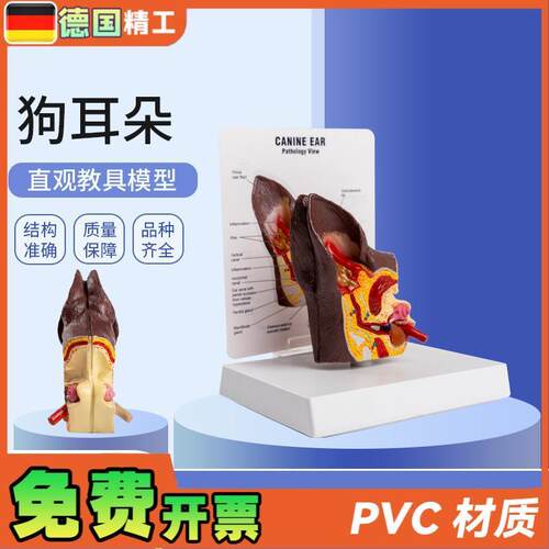 德国】医院教学展m示用品礼品动物解剖解剖模型犬科宠物狗耳朵