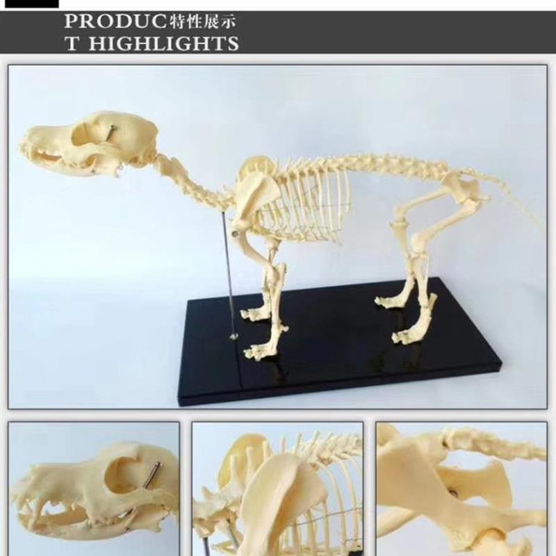 狗骨骼骨架h结构动物模型教学讲解兽医用具展示图片