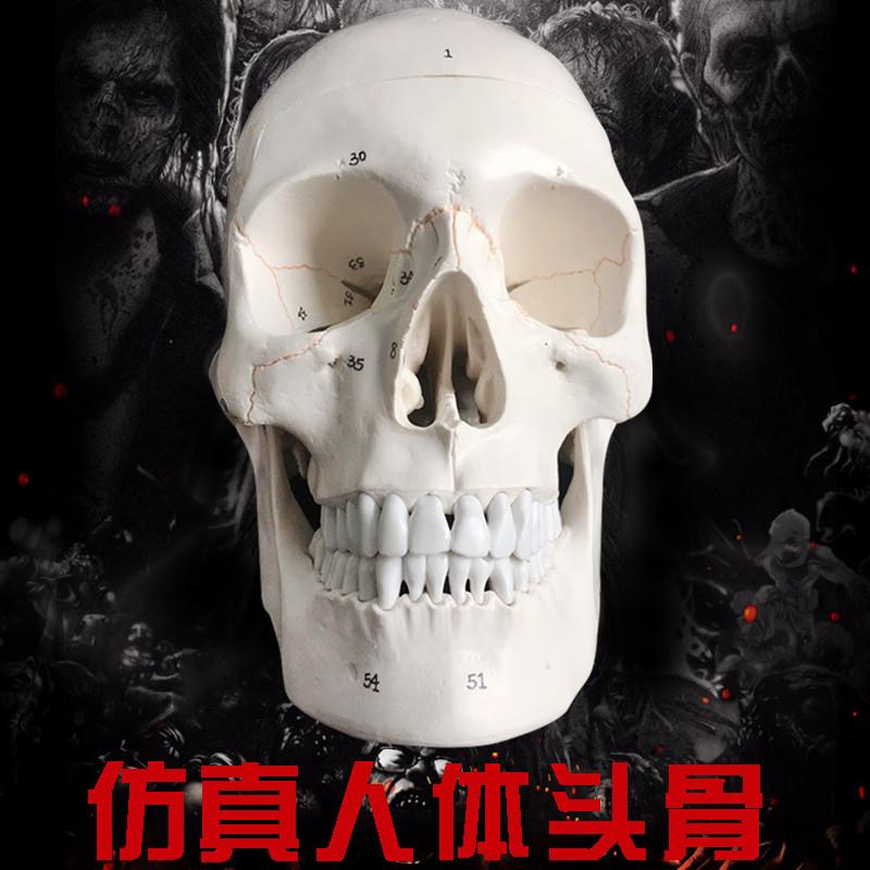 骷髅头骨标d本带牙缝的骷髅头骨仿真头骨一比一模型人头骨模型