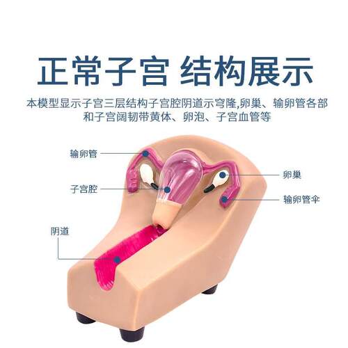 女性宫内避孕及训练模型女性节D育计生模型女性宫内避孕模型