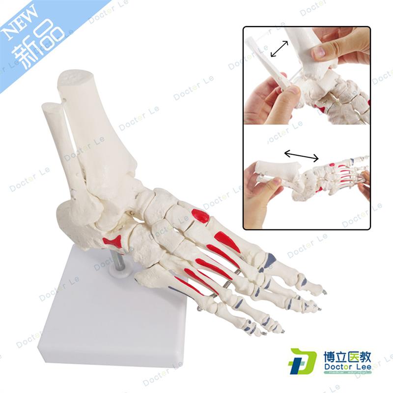 艺用美术高考医用脚关节模型足踝关节足外科骨Q科标本骨骼模型仿