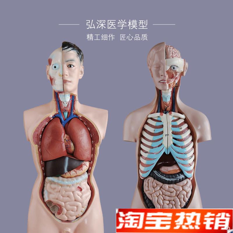 躯干模型人体内脏胸腹部器官解剖心肝脾肺肾五脏六腑医学教学拼