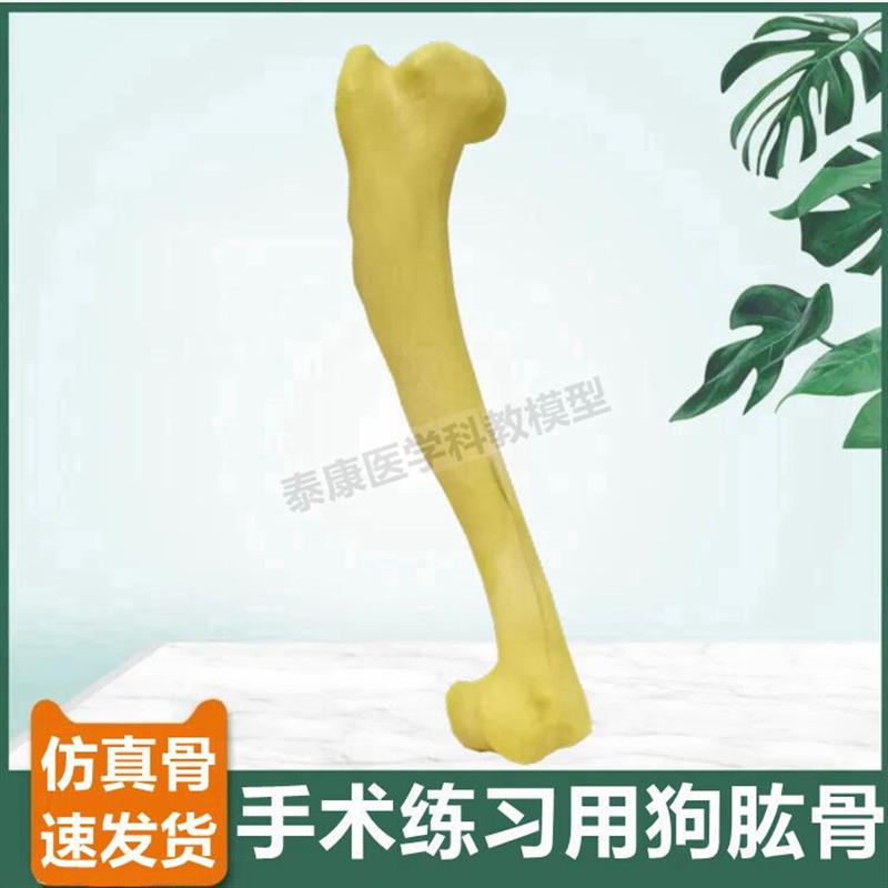 狗狗肱骨a模型仿真骨手术练习操作兽医教具宠物医生用假骨头标本