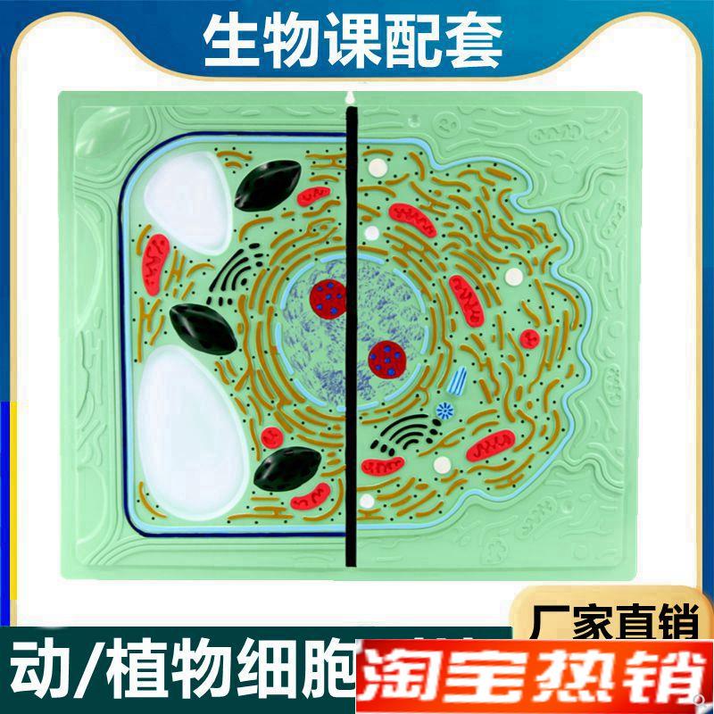 动植物细胞对比细l胞器细胞核叶绿体植物细胞可拆卸生物课用