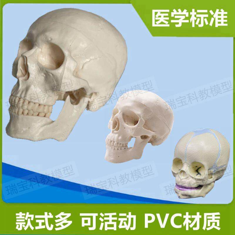 头骨模型多种规格大小成人婴儿骨髅仿真塑胶材P质医用解剖美术道