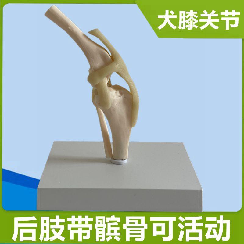 狗膝关节模型韧带股o骨胫骨腓骨犬骨骼仿真兽医诊所宠物店摆件促