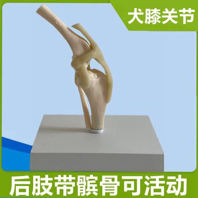 狗膝关节模型韧带股o骨胫骨腓骨犬骨骼仿真兽医诊所宠物店摆件促