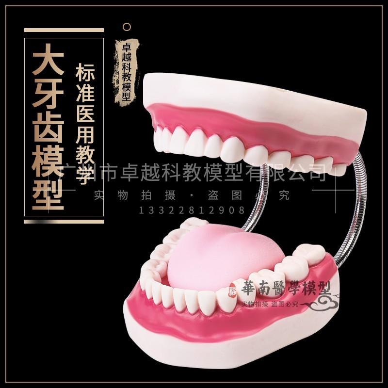 口腔模型牙齿模型幼儿园教具儿童刷牙玩具牙齿牙科W模型假牙模型