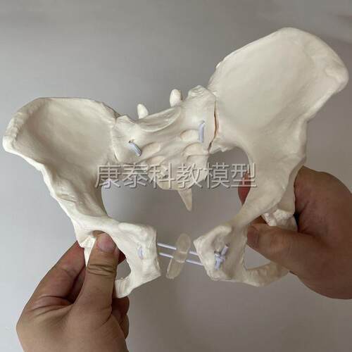 骨缝线头骨附颈k椎及脑模型人体头骨医学大脑标本颅脑解剖