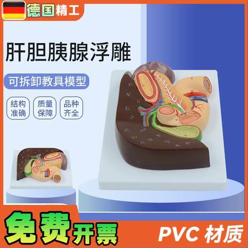 德国】人体胰腺肝脏十二指肠胆结E石脾脏肝胆解剖模型教学内科