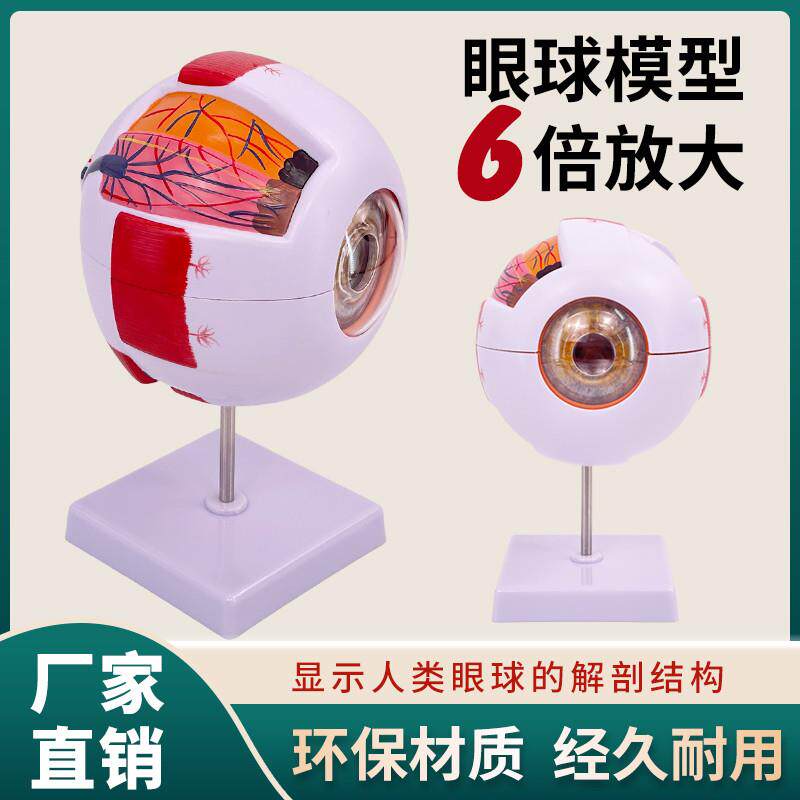 正品高端专业版医学n人体六倍眼球放大解剖模型眼睛结构五官眼科