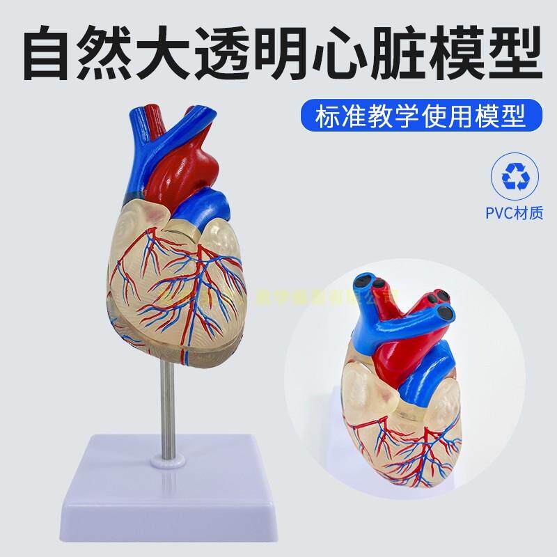 人体长管心脏解剖自然大人体心脏透明心脏W模型医学教具