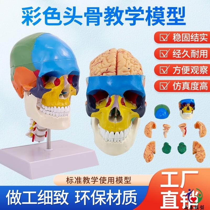 彩色人体头颅骨模型头骨色性分离1:1仿K真头骨模型附颈椎脑动脉