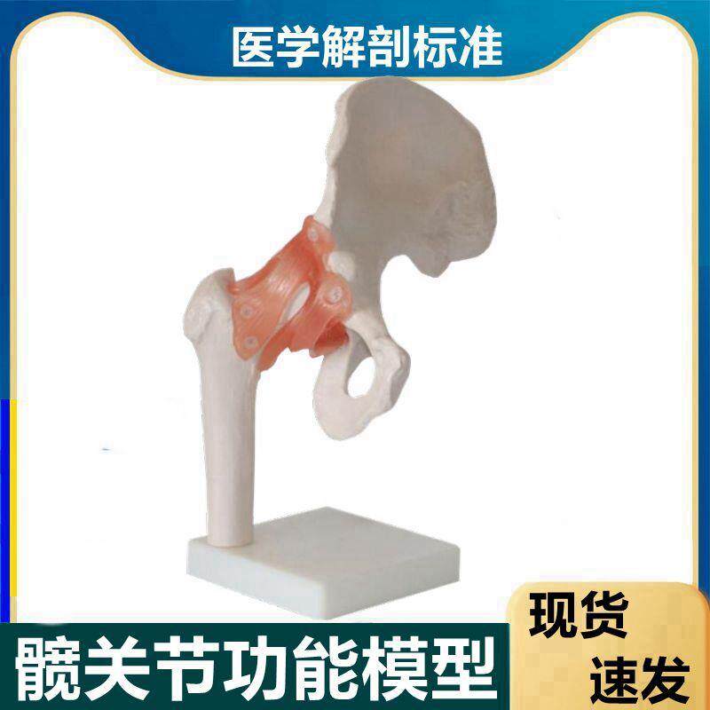 髋关节模型髂骨1比1股骨头h可旋转活动功能韧带医用康复髂肌骨盆