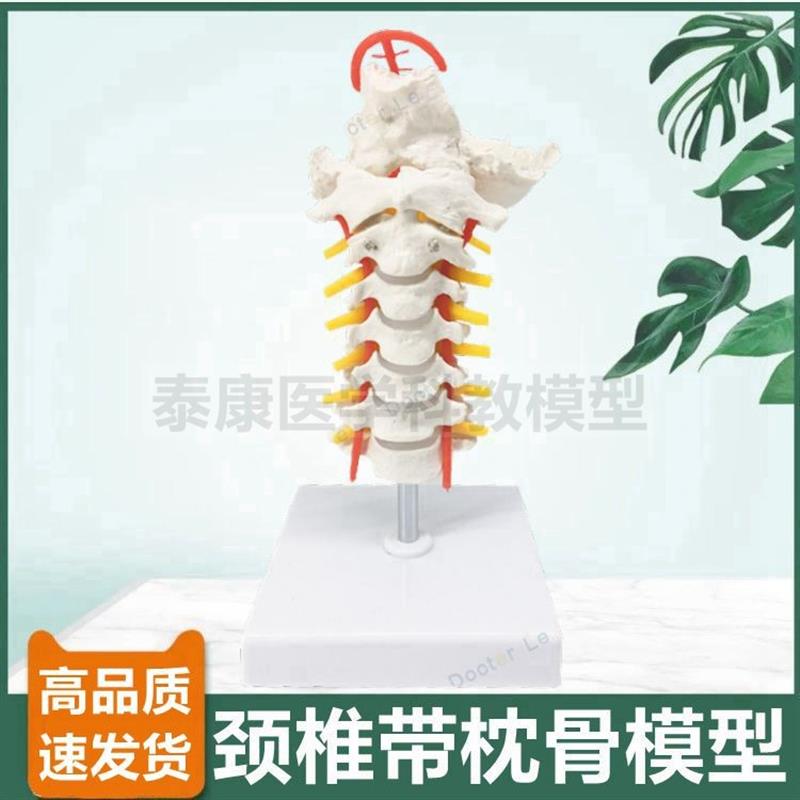 颈椎模型1比1仿真比例带血管神经椎间盘枕骨正骨推拿Y侧弯旋转错