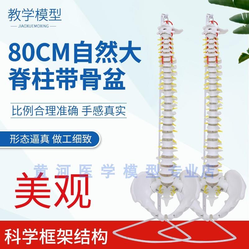 自然大脊柱模型人体1r:1脊椎模型带颈椎胸椎尾椎腰椎间盘模型