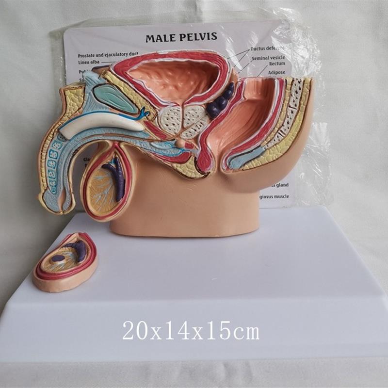 人体男性腹腔病态模型健康保F健医用教学医患病理讲解