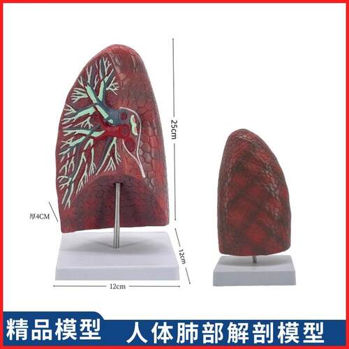 人体内脏模型健康肺部解剖模型教学用人体器官T正常肺解剖模型