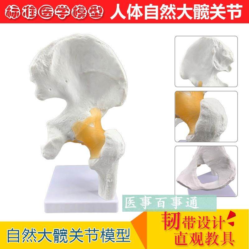 厂价直销大型髋关节模型人体关节骨骼骨K架模型医用人体标本模型