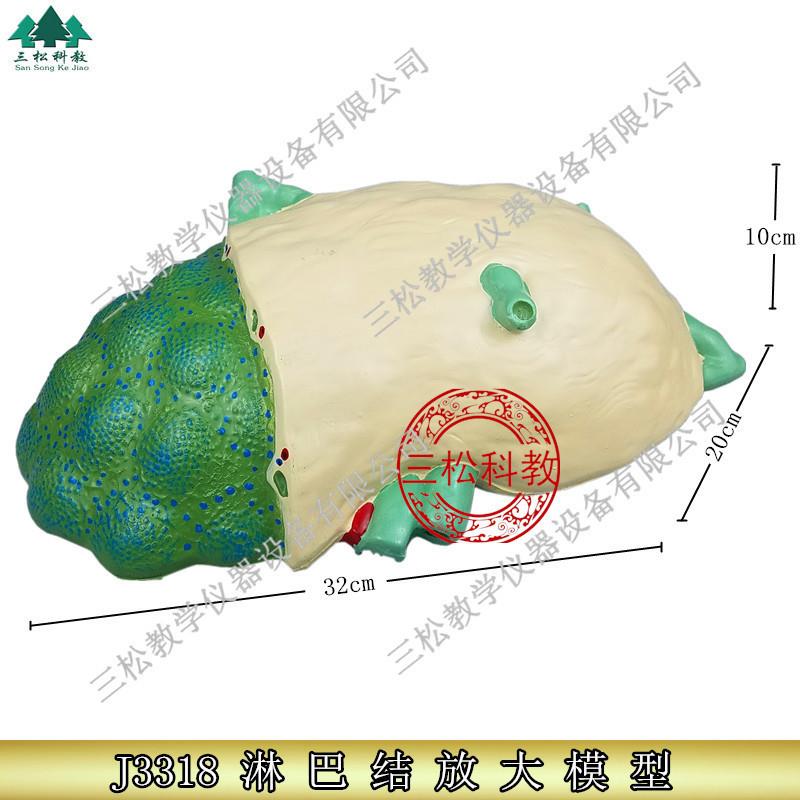 淋巴结放大模型可拆卸生物教学模型初中高中生物实验X器材中学教