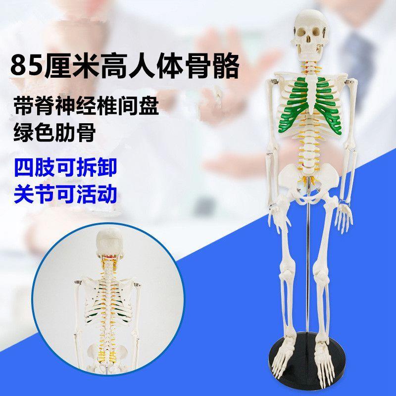85厘米高人体i骨架小白人模特美术艺用仿真瑜伽素描影视道具展示