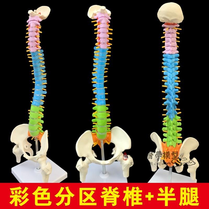 人体脊柱模型f45CM正骨脊椎模型颈椎腰椎人体骨骼模型彩色脊椎模