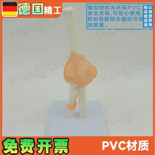 人体肘关节模型人体骨骼模型骨O关节模型运动系统