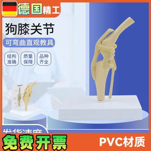 狗膝关节模型犬骨头动物t骨骼标本骨质疏松宠物医院兽医教学教具
