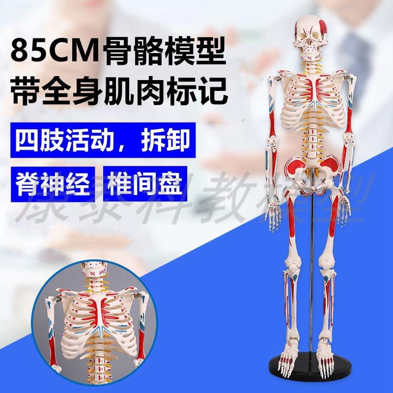 人体骨骼a模型带全身肌肉起止点血管神经分布四肢关节可拆卸瑜伽