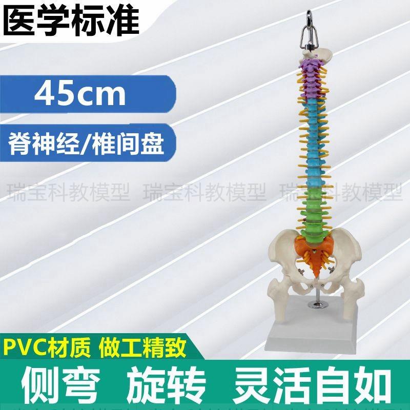 人体脊椎模型前后弯腰侧r方弯曲瑜伽动作练习旋转脊椎错位正骨医